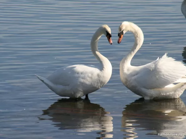 Two swans, Love