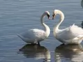 current picture: «Two swans»