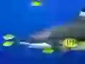 Shark and small fishes