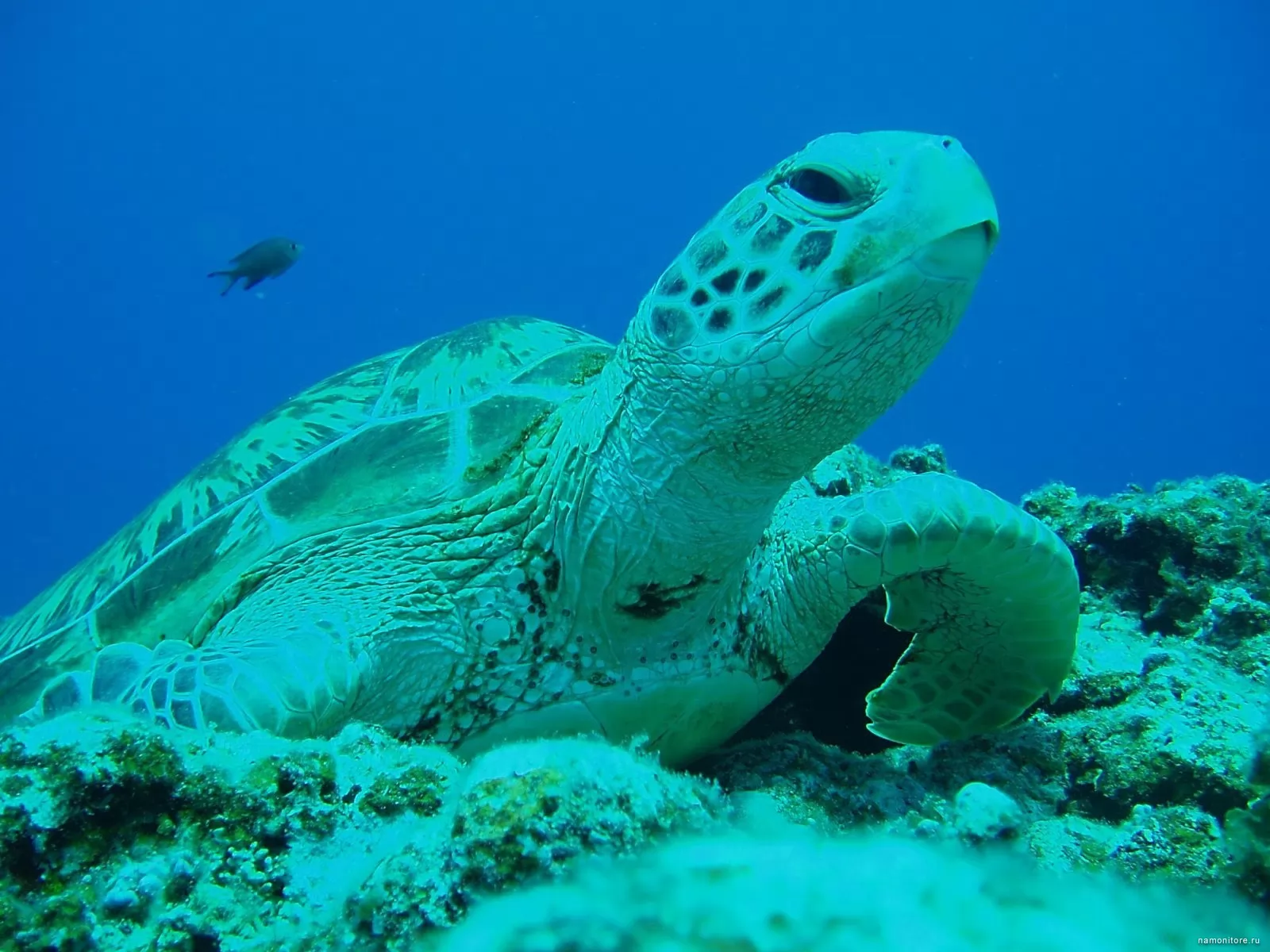 Turtle x. Морская черепаха. Белая черепаха. Морская черепаха обои на рабочий стол. Черепаха под водой.