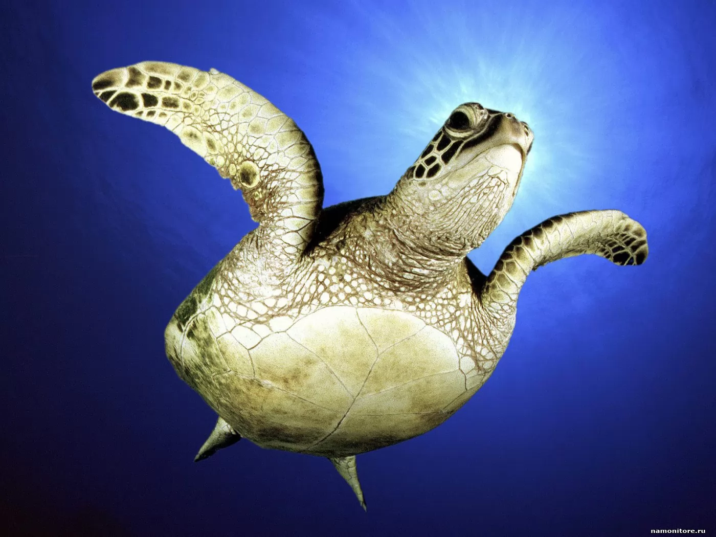 Черепаха под водой, лучшее, море, синее, черепахи х