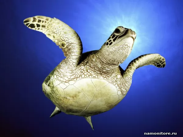 Turtle under water, Sea