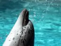 open picture: «Dolphin»