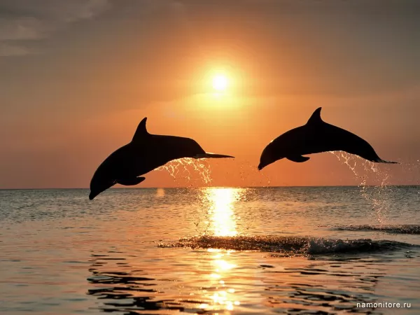 Дельфины на закате, Морские