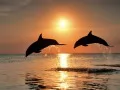 выбранное изображение: «Дельфины на закате»