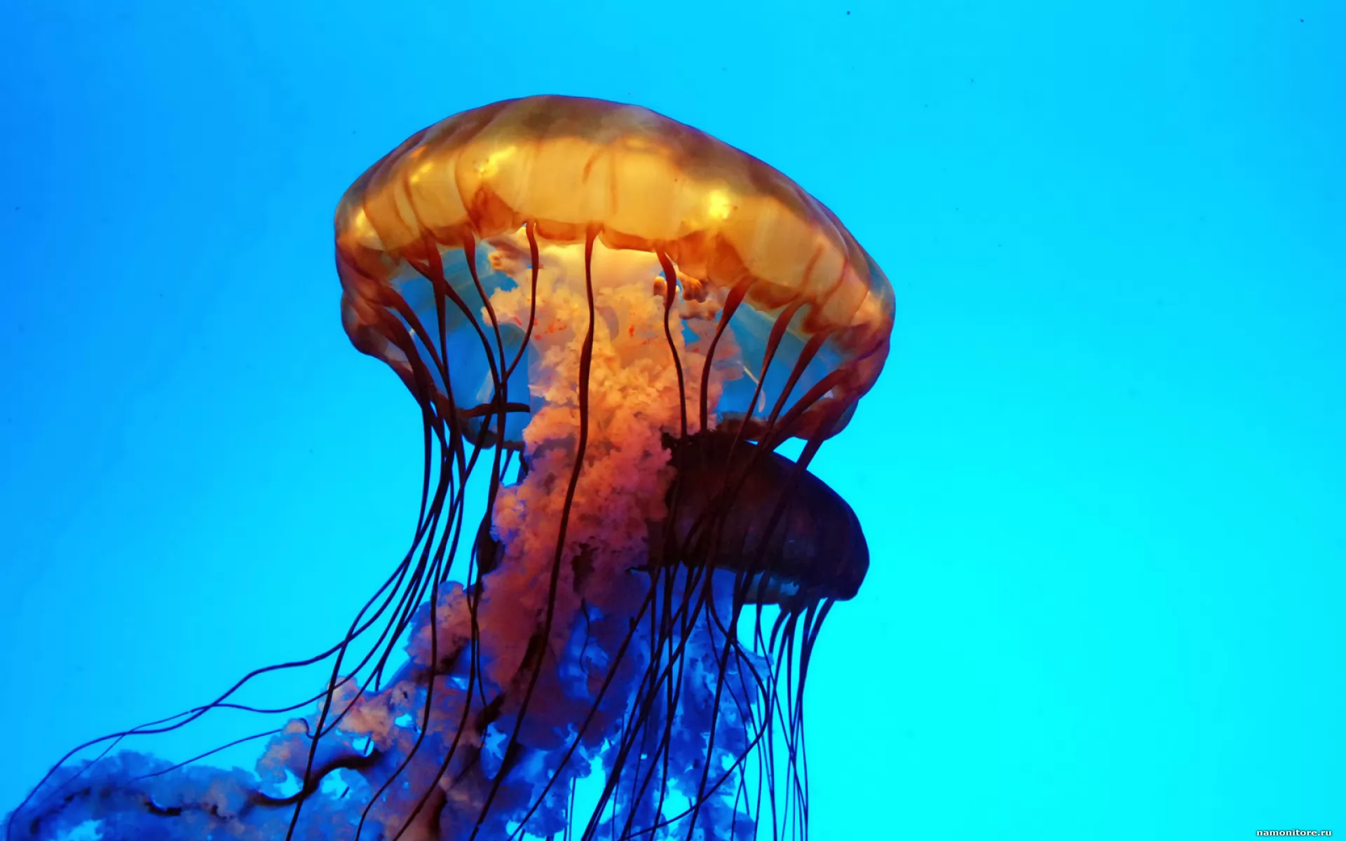 Морская крапива. Медуза Джеллифиш. Сцифоидные медузы. Медуза пелагия ночесветка. Медуза (биология).