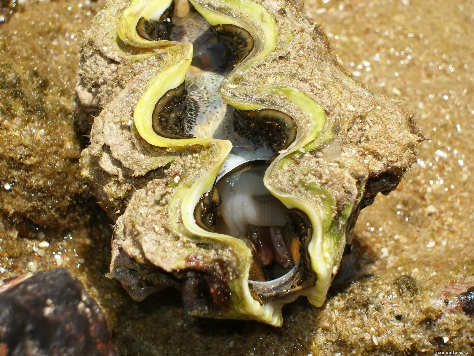 Брюхоногие черви