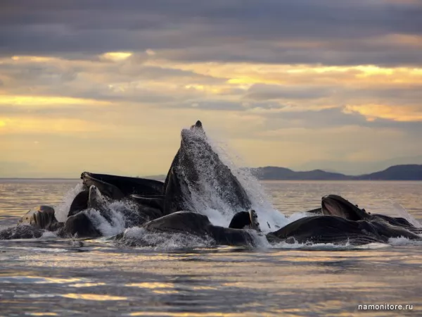 Whales on a sunset, Sea