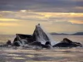 open picture: Whales on a sunset