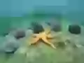 Red starfish and sea urchins