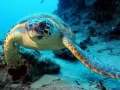 current picture: «Sea turtle»