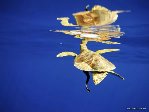 Морская черепаха, Морские