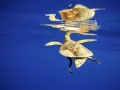 open picture: «Sea turtle»