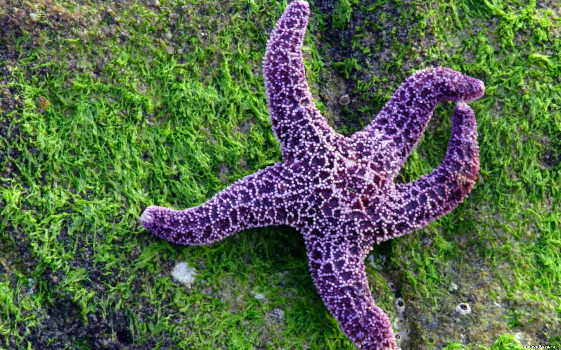 Фиолетовая морская звезда. Солястер морская звезда. Asteroidea морские звёзды. Иглокожие морские звезды. Амурская морская звезда ядовитая.