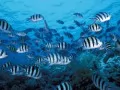 open picture: «Striped small fishes»