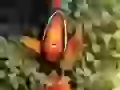 Fish-clown