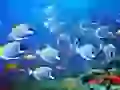 Fishes in Thailand