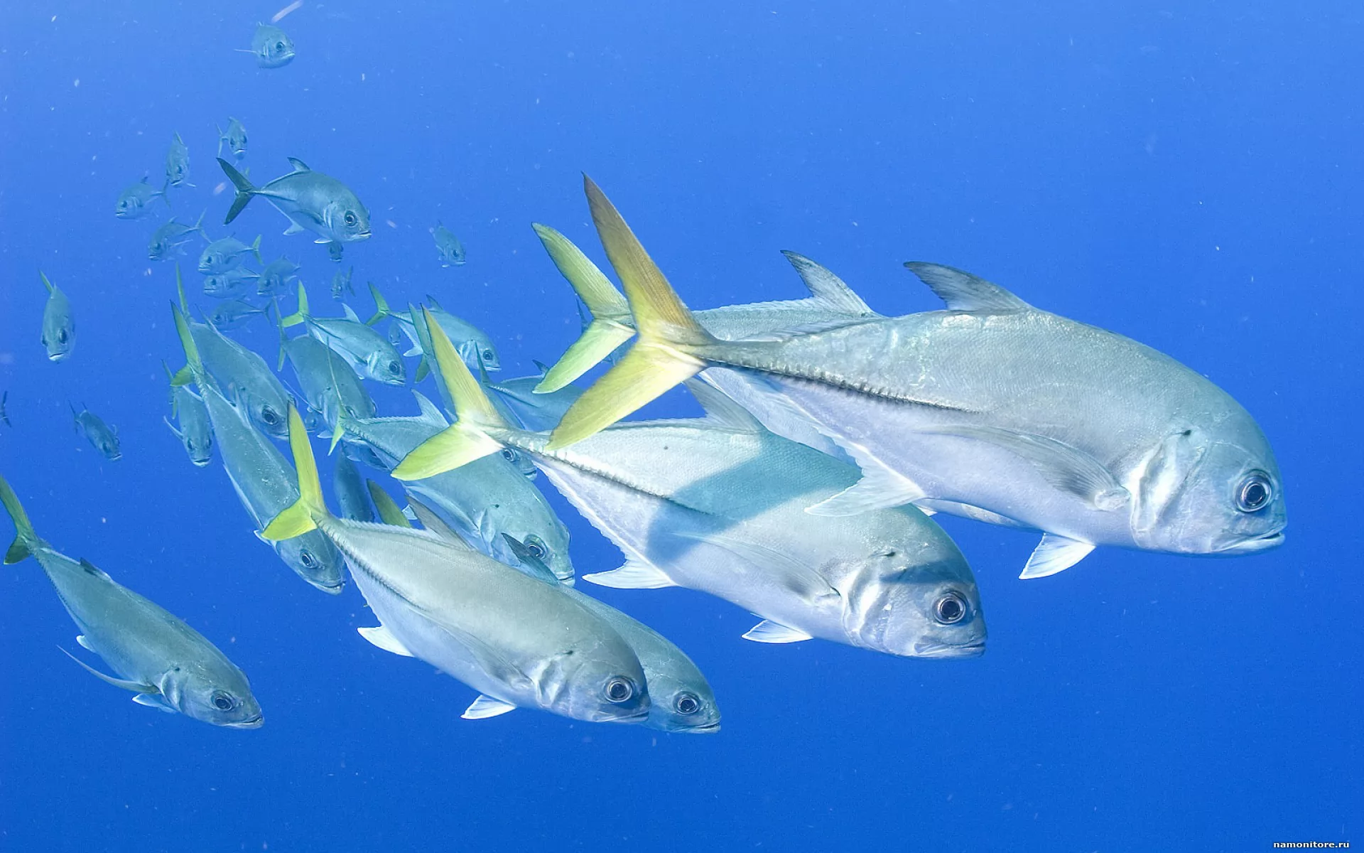 Морская рыба альбион. Рыбы средиземного моря турции белек. Носорог пятнистый рыба naso_brevirostris. Хорватская рыба. Морская рыба альбион.