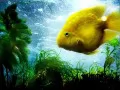 open picture: «Yellow small fish»
