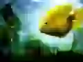 Yellow small fish