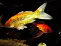 выбранное изображение: «Золотые рыбки»