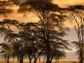 обои для рабочего стола: «Африка. Fever Trees at Sunset»