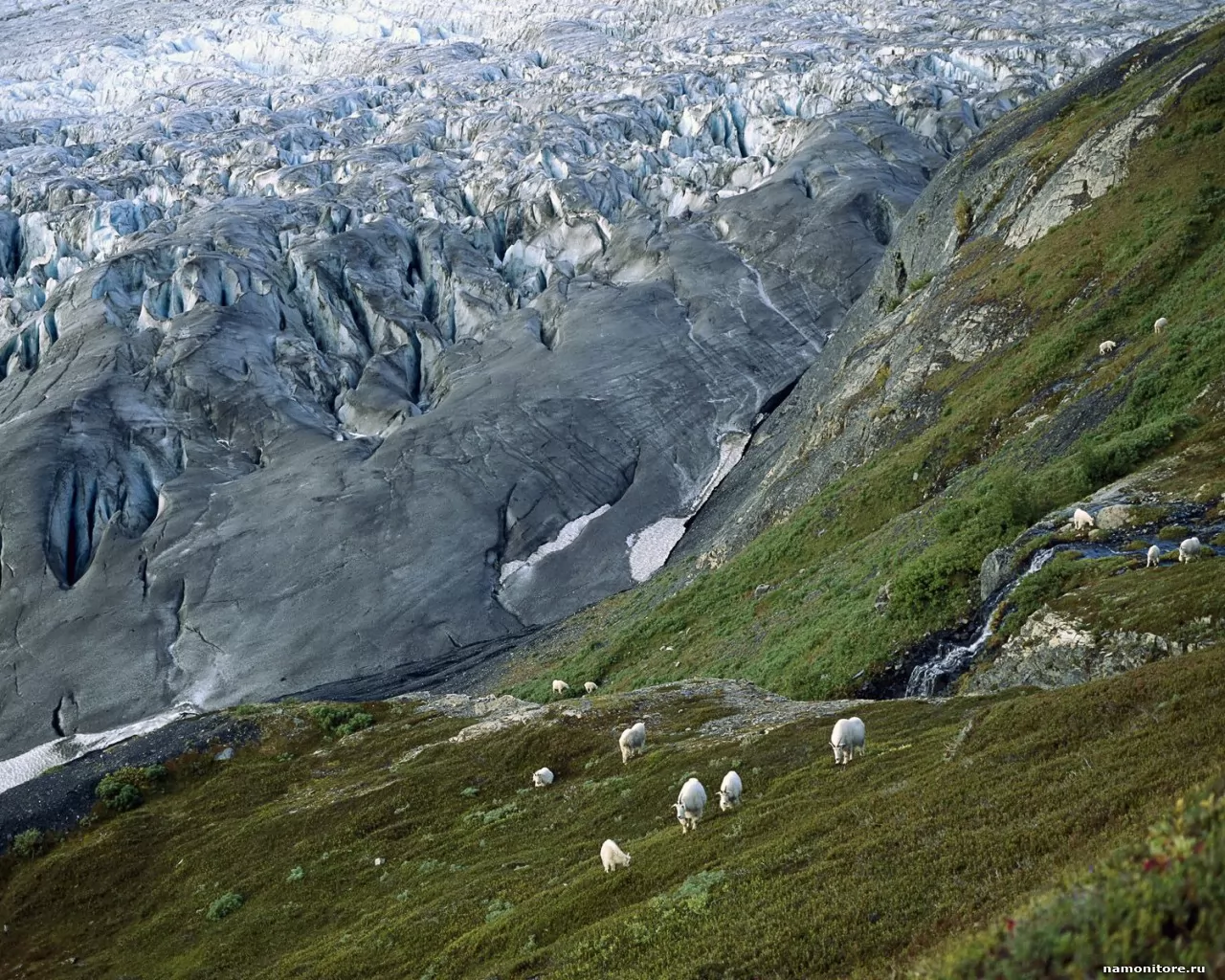 . Mountain Goats, Kenai Fjords National Park, , ,  