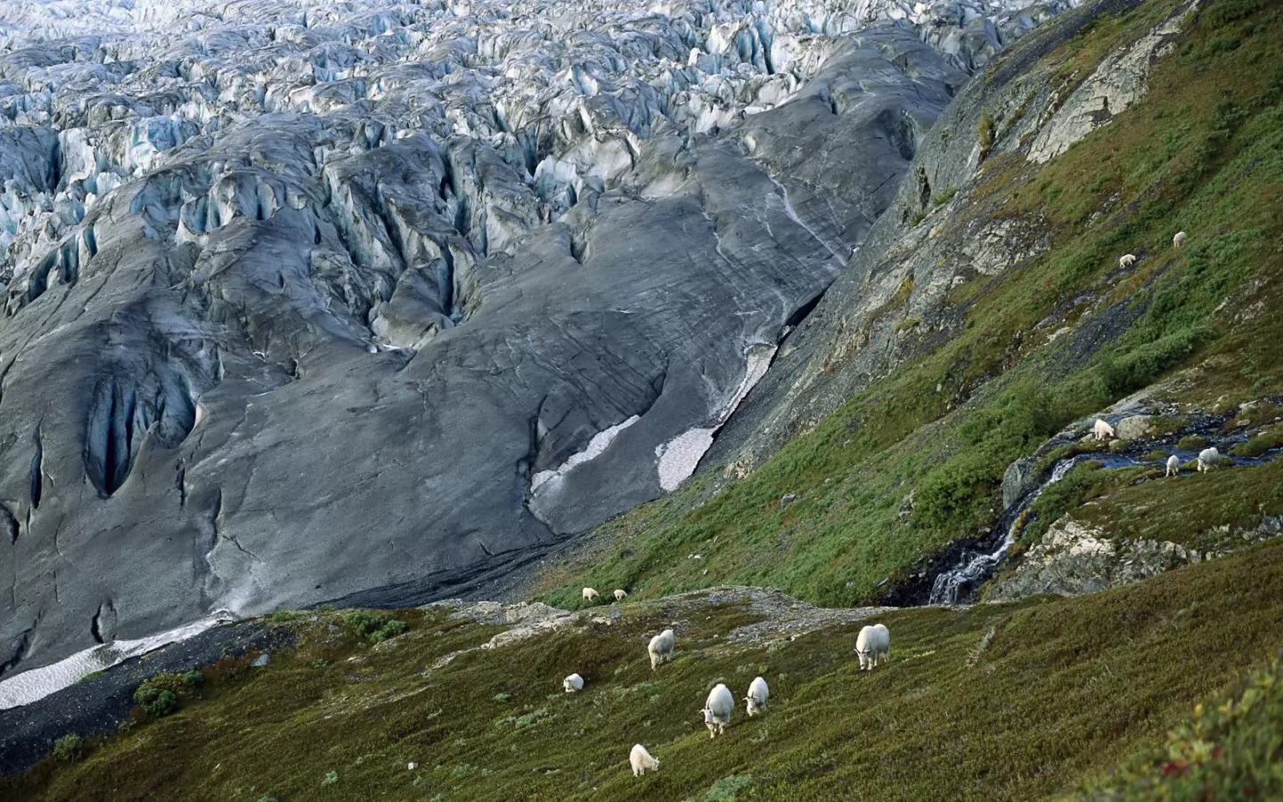 . Mountain Goats, Kenai Fjords National Park, , ,  