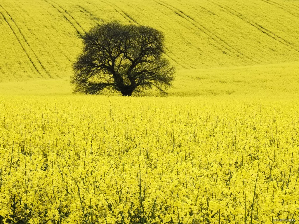 England, Wiltshire, best, England, Europe, landscapes, nature, yellow x