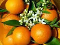 open picture: «Oranges with colours»