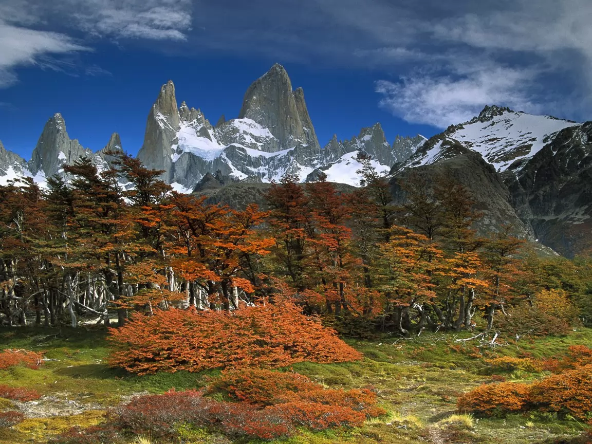 , . Mount Fitzroy and Beech Tree, , ,  