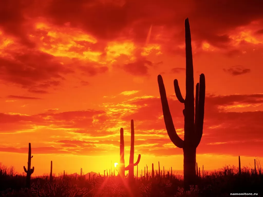 . Burning Sunset, Saguaro National Park, , , , , ,  