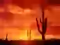 Arizona. Burning Sunset, Saguaro National Park