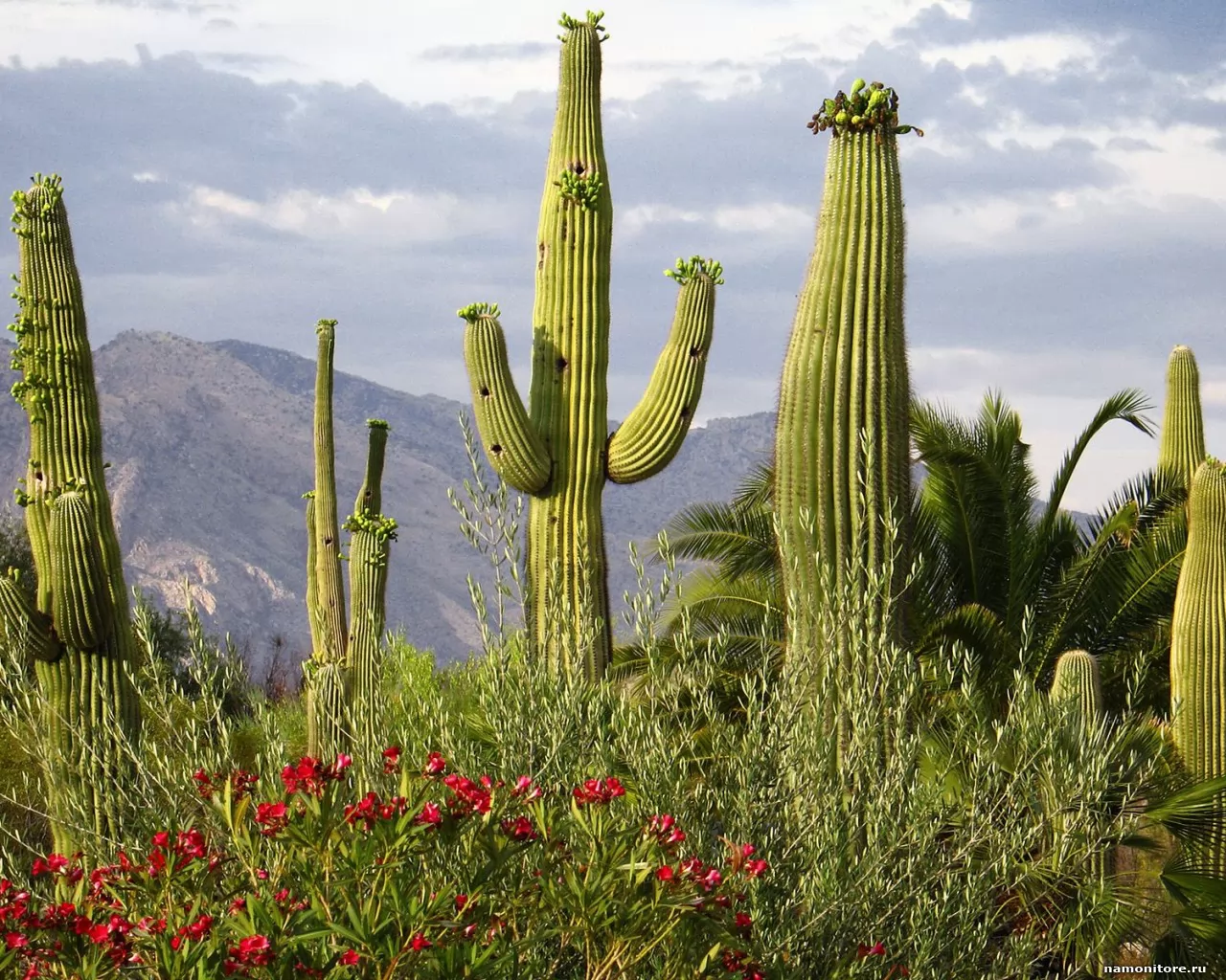 . Saguaro Cacti, Santa Catalina Mountains, ,  