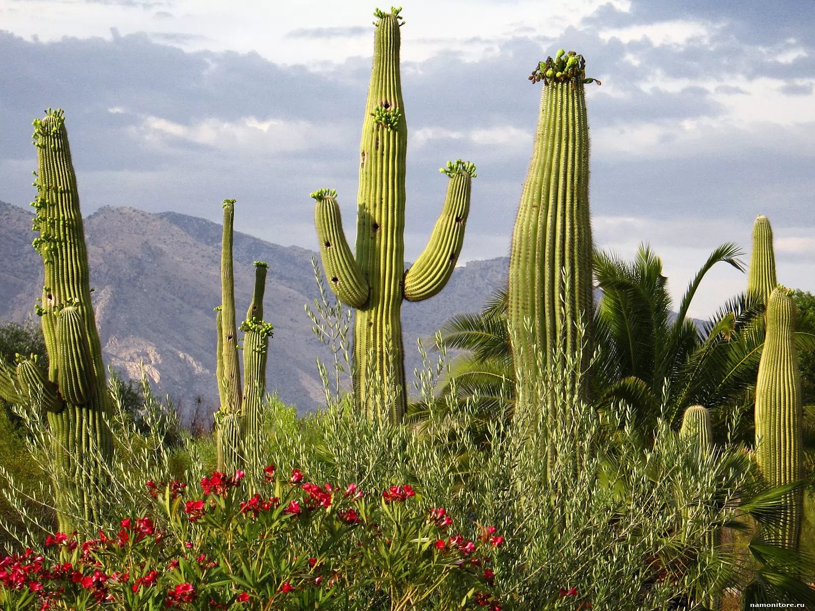 . Saguaro Cacti, Santa Catalina Mountains, ,  