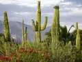 open picture: «Arizona. Saguaro Cacti, Santa Catalina Mountains»
