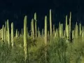 open picture: «Arizona. Saguaro National Monument»