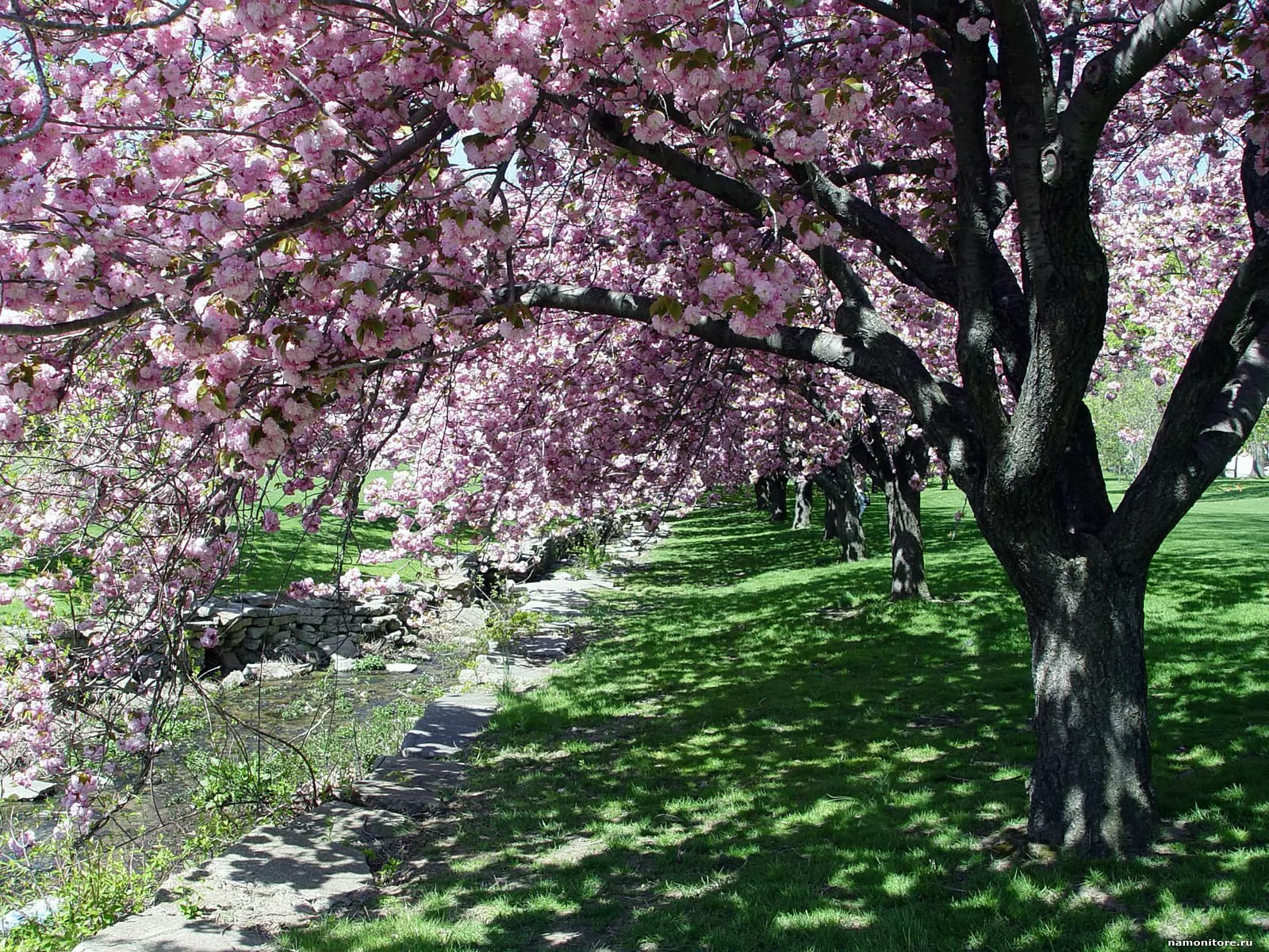 Bahor rasmlar. Вишня тамарис цветение. Весенний сад. Весеннее дерево. Цветущие вишневые сады.