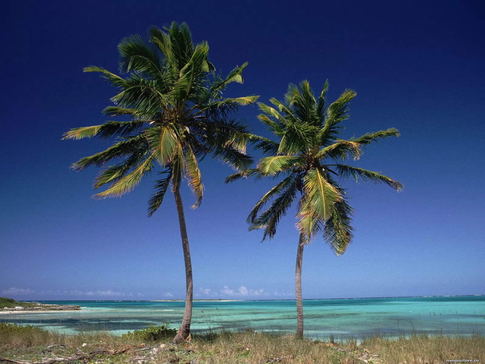  . Coconut Palms, , , , ,  