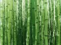 current picture: «Bamboo wood»