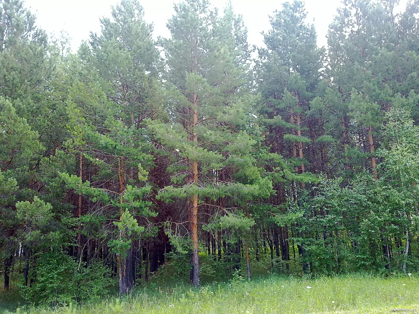 Базарный Карабулак Саратовская область лес