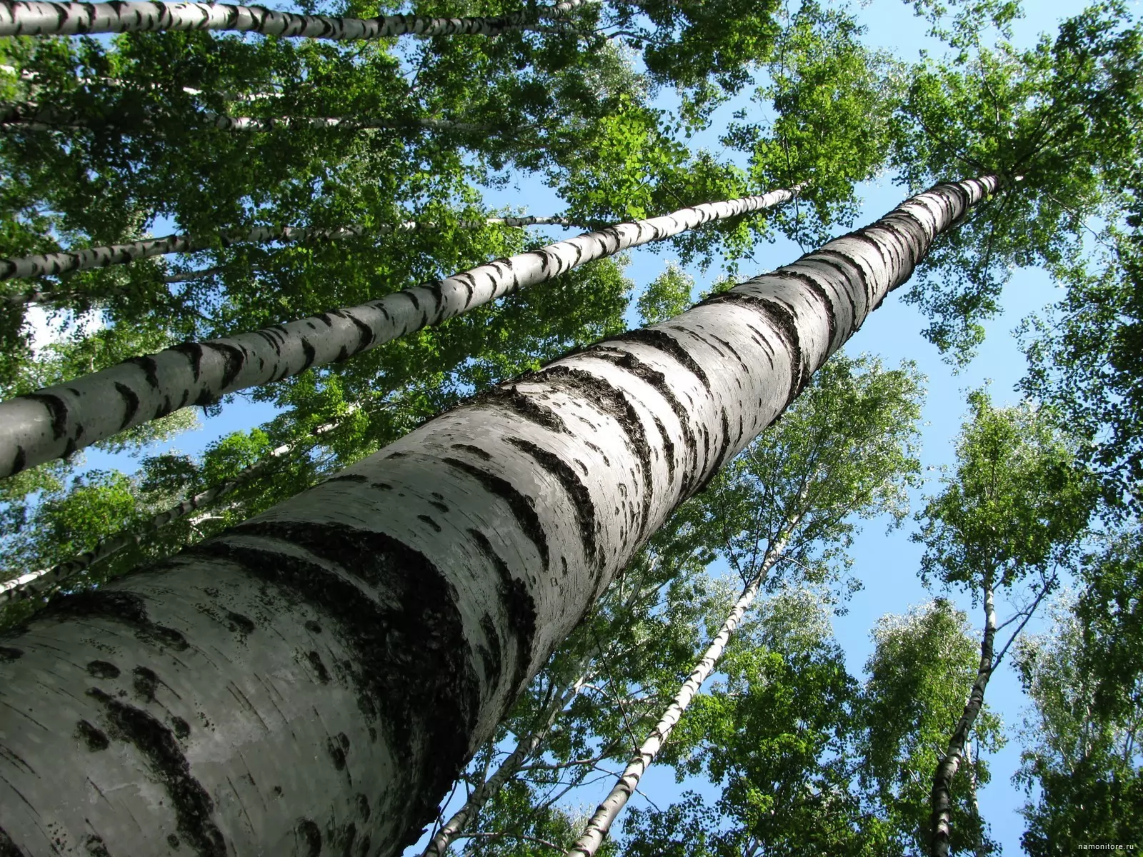 ствол дерева березы. березы в бразилии. гигантская береза в навле. березовая роща дагестан. старая береза.