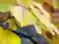 Birch leaflets