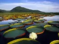 open picture: «Brazil, a water lily»