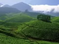 open picture: «Tea plantations»