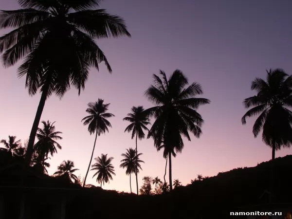 Black palm trees, Nature