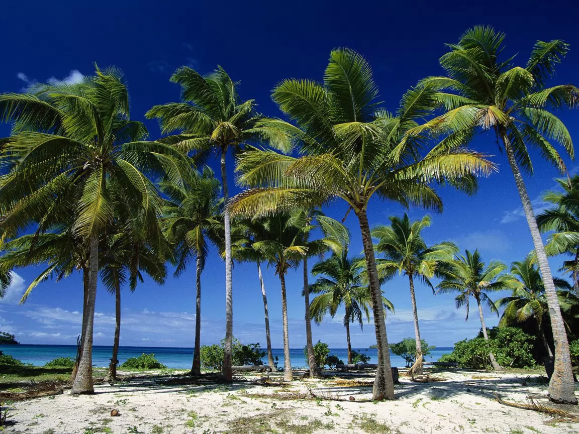 Coconut Palms, Taunga Island, Vava&u Island Group, , , ,  