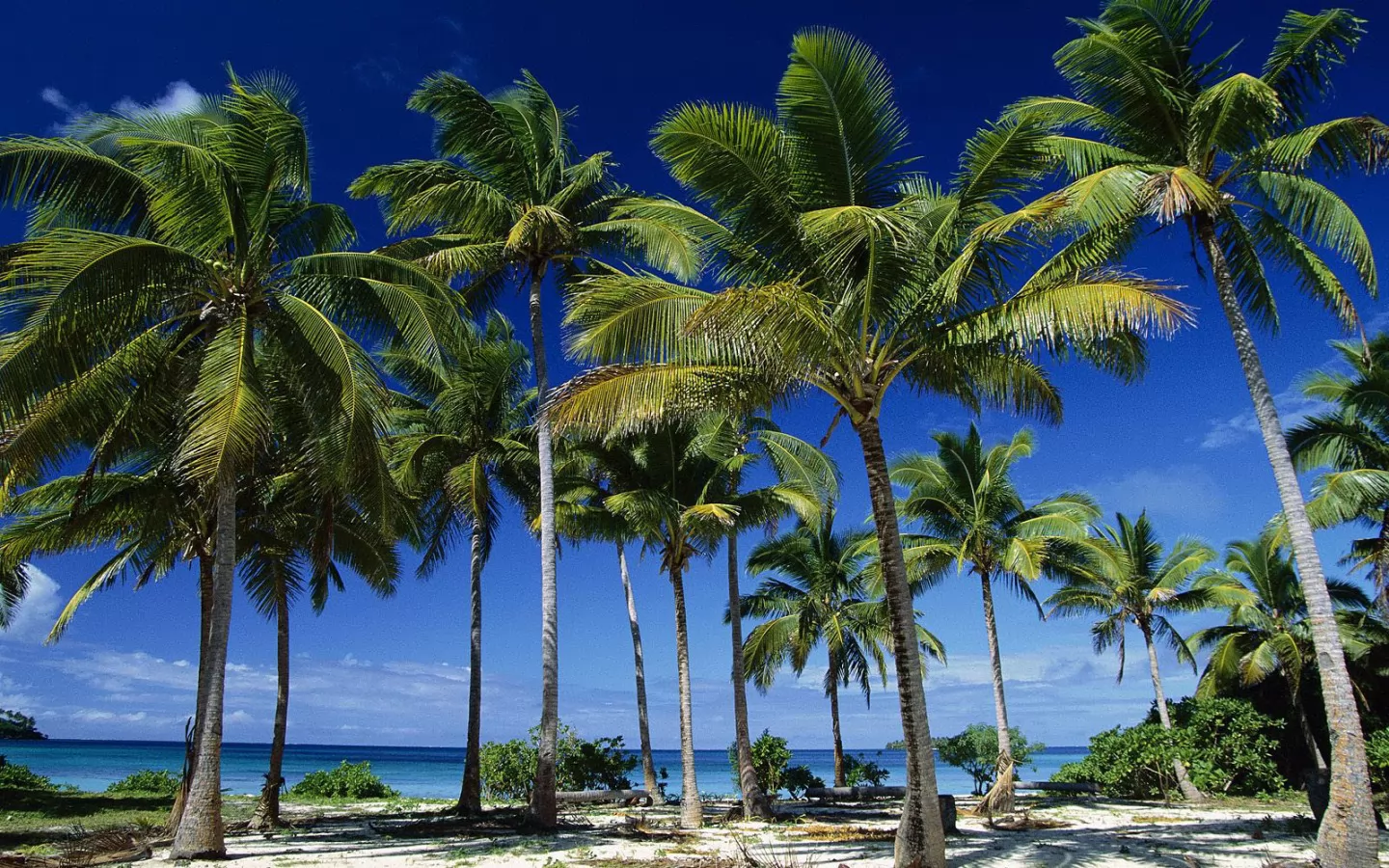 Coconut Palms, Taunga Island, Vava&u Island Group, , , ,  
