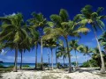 Coconut Palms, Taunga Island, Vava&amp;u Island Group