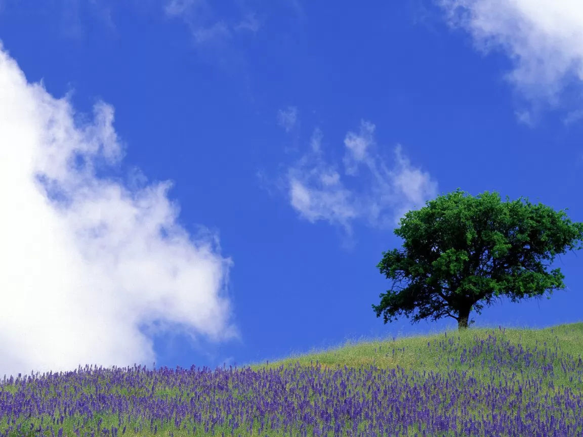 The Tree on a hill, dark blue, nature x